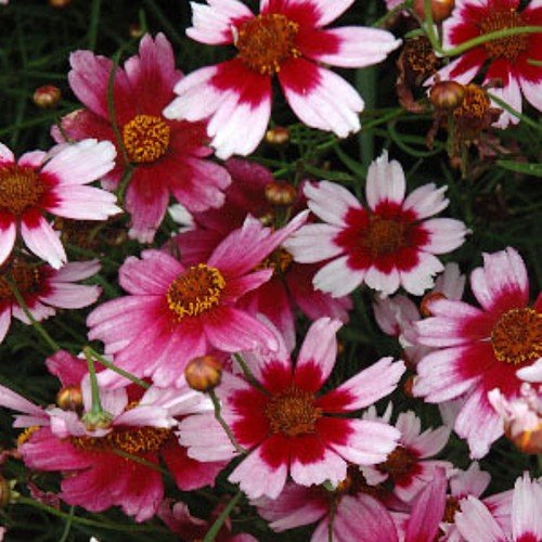 Mädchenauge ( Coreopsis rosea SWEET DREAMS )