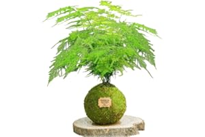 KOKEDAMAS LUCCIANA Kokedama Esparraguera Plumosa Natural - Kokedama Interior | Bola de Musgo Vivo | Planta Natural | Planta Interior | Decoración Hogar | Fácil Cuidado y Mantenimiento