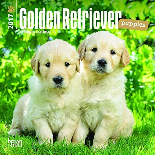 Golden Retriever Puppies 2017 Mini 7x7 (Multilingual Edition) by BrownTrout (2016-06-25)