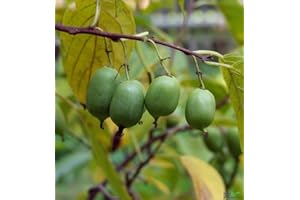 PILLE BAUMSCHULEN Kiwipflanze selbstfruchtend Isaii Mini Kiwi winterhart glattschalig sofort mit Schale essbar