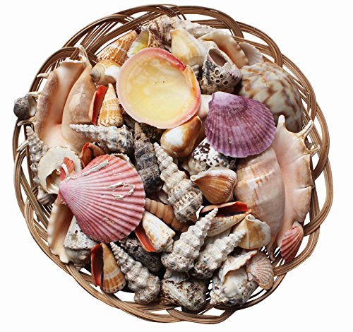 Homeshop3000 Surtido de Conchas Tropicales en una Cesta de Mimbre Decorativa