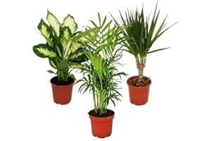 Exotenherz Exotenherz -Zimmerpflanzen-Set Dieffenbachia Chamaedorrea elegans- Dracaena marginata 3 Pflanzen pflegeleicht luftreinigend 12cm Topf