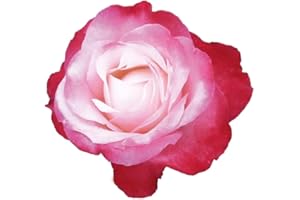 Nostalgie®, rosa viva rifiorente di Rose Barni®, rosa in vaso di effetto prestigio, con fiori grandi di colore bianco panna al centro sfumato di rosso ciliegio, cod. 71360