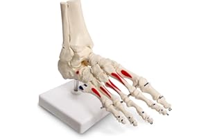 EVOTECH SCIENTIFIC Modelo de Pie Y Tobillo Humano, De Tamaño Real Con Origen Y Enfoques Musculares, Pintado, Esqueleto Médico Anatomía Con Fibular Tibia, Derecha, Totalmente Móvil