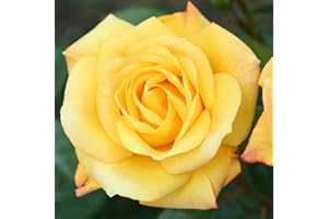 YouGarden Rose Climbing 'Arthur Bell' 4 Litre Potted