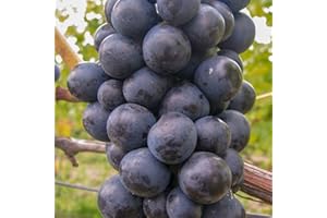 BAUMSCHULE WEDROWSKI W Vignes Foncée Zilga 2L - Plante de Jardin, Arbres fruitiers - la Décoration Parfaite pour Votre Propriété - Pour les Débutants et les Jardiniers Professionnels