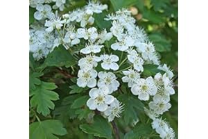 MÜLLER MÜNCHEHOF GMBH Weißdorn im 10er Bündel - Sondersortierung Größe 100 bis 120 cm