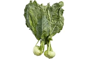 FRESHFIELDS MARKET Fresh Kohlrabi I Pack of 3