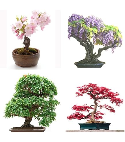 Japanischer Roter Ahorn Bonsai – 20 Samen Zum Selbstziehen | Für Draußen, Einfach Anzubauen, Perfekt Als Büro-Deko