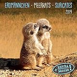 Meerkats/Erdmännchen 2019: Kalender 2019 (Artwork Edition) by 
