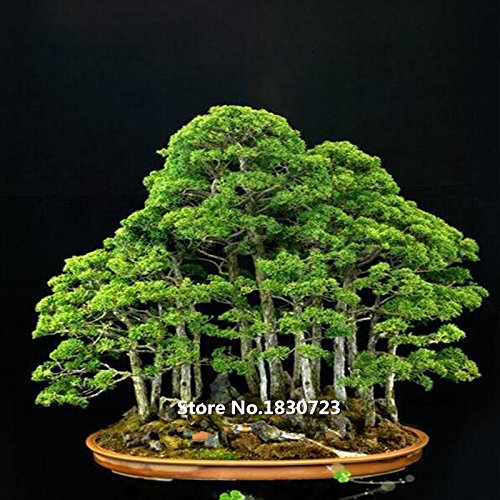 10 seeds/pack juniper bonsai tree Seeds potted flowers office bonsai purify the air absorb harmful gases