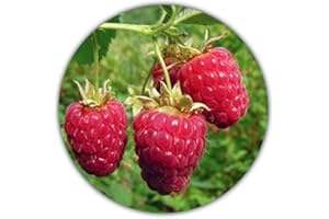 Framboise géante - 50 graines - Rubus idaeus - Pour plantes vivaces - Fruits sains et riches en vitamines