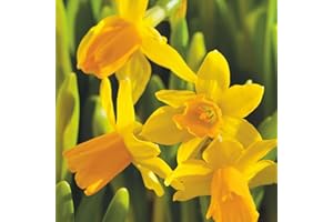 Plant in a Box - Narcissus Tête-à-Tête x50 - Bulbes de Jonquille - Bulbes de fleurs vivaces résistantes au froid pour le jardin, la terrasse ou le balcon