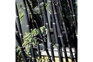REMORUI 100 Piezas Semillas de Bambú, Semillas para plantar, Bambu Planta para jardín, patio, granja, campo, sombra para decoración del hogar (Negro)