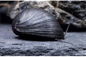 TEICH SCHNECKEN & MUSCHELN Anthrazit-Napfschnecke/Stahlhelmschnecke - Neritina pulligera