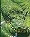 Produktbild Green Snake Notebook: Green Snake Notebook: Viper Serpent: Wide Ruled • 100 Sheets • 200 Pages • 9.25 x 7.5 in. for School Office Home Student Teacher Use