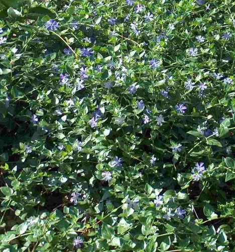 120 Vinca Stecklinge Bodendecker, immergrün