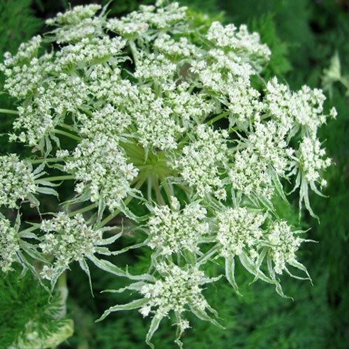 Selinum Wallichianum Seeds (Perennial Flower Seeds)