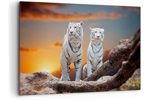 ARTTOR Cuadros Decoracion Salon Tigres blanco roca puesta del sol Lienzos decorativos 120x80cm Cuadro Sobre Lienzo Moderno Dormitorio Cuadros Pared Imágenes Wall Art Prints Decor Grande XXL AA120x80-2901