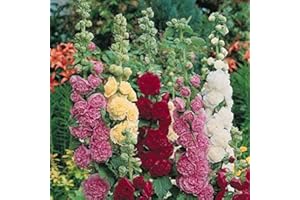 PAGANO DOMENICO E FIGLI SEMENTI DAL 1954 ALCEA MISCUGLIO NR.100 SEMI