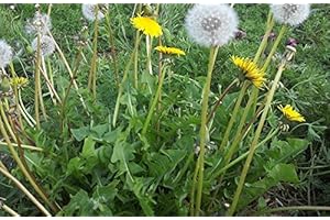 JUST SEED JustSeed - Wild Flower - Dandelion - Taraxacum officinale - 1000 Seeds - Tortoise Food