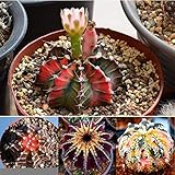 cactus raros del mundo Ocasión: Se puede usar para patios, oficinas, jardinería, producción de viveros de flores, etc.