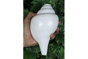 ASHIRWAD Original Blowing Shankh Vamavarti Dattatreya – Conch Muscheln – Puja Ritual – Plain Pooja Shankh – Shankhnaad (Länge: 20,3 cm Umfang: 30,5 cm)