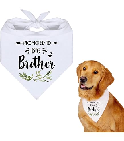 Hundehalstuch 'Big Brother/Sister In Training' – Schwangerschaftsankündigung, 70x34 Cm