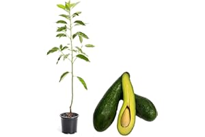 Aguacatero | DECOALIVE | Árbol de Aguacates | Planta Tropical | Mide ± 150cm de Altura