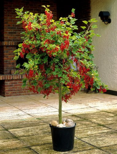 4er Beerenobst-Set, bestehend aus je 1 Pflanze von: Johannisbeerstämmchen rot Jonkheer van Tets, Stachelbeerstämmchen rot Hinnonmäcki, Himbeere Zefa III, Brombeere Chester Thornless - 6