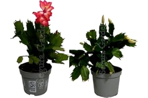 GENÉRICO Pack de 2 plantas Schumbergera. Schlumbergia. Cactus de Navidad. Planta natural suculenta con flores en invierno. Altura de 20 cm. Segura Garden.