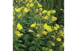 Gardeners Kitchen - Evening Primrose - 3 x 10cm Plug Herb Plants. (Oenothera biennis)