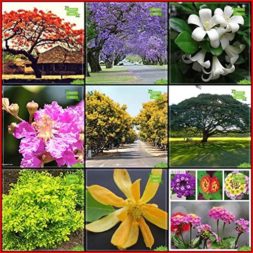Creative Farmer Plant Gardening Combo Tree Seeds : Jacaranda, Flame Tree, Kamini Seeds, Lagerstroemia Speciosa, Copperpod, Monkey Pod, Michelia Champaca, Duranta Varigata, Lantana Camara Kitchen Garden Pack