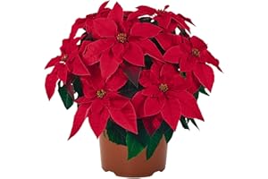 Flor de Pascua de Color Rojo DECOALIVE Planta de Navidad con Flores Rojas Poinsettia Planta Natural de Interior y Exterior