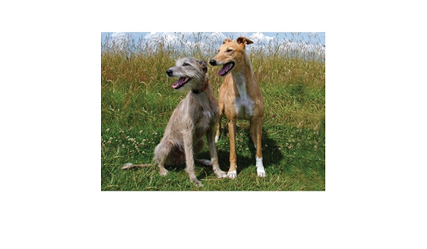 greyhound feeding bowls