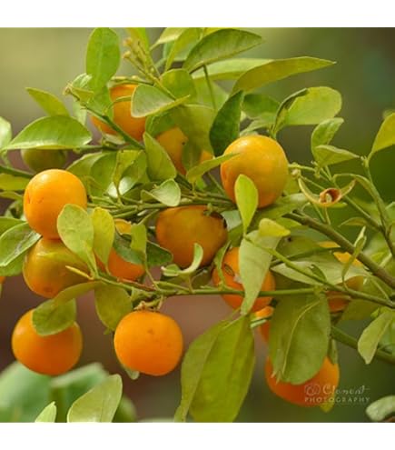 Japanese Golden Nugget Mandarin Orange Plant – Sweet & Juicy