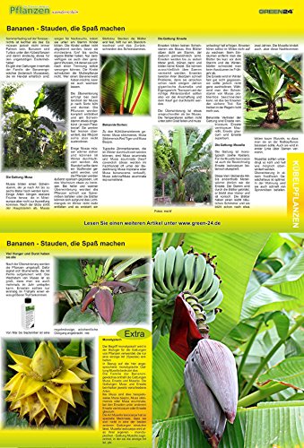 Bananendünger Musa Dünger HIGHTECH düngen von Bananen - 5