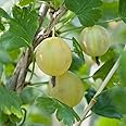 Gooseberry Hardy Garden Plants, Fruit Bush Ideal for Kitchen Gardens & Allotments, High Yielding with Tasty Edible Fruit (1 x Gooseberry Invicta Bare Root Plants)