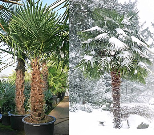 Hanfpalme Trachycarpus fortunei - Hanf Palmen Samen 10 Stück / Pack - Palmensamen - Winterhart bis -17 °C die frosthärteste Palmen weltweit