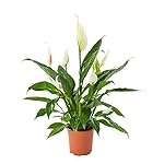 AIRY Einblatt Zimmerpflanze, Spathiphyllum  . Verbessert Raumklima und Luftqualität. Passend zum AIRY Luftreiniger.