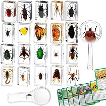 12 Spécimens D'Insectes Réels Dans De La Résine Transparente - Collection Scientifique Et Décorative - Pour Enfants Et Adultes