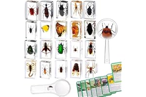 KSVMOAG 20 Pcs Insect Specimen Resin Paperweights Collection for Kids, Real Bugs in Clear Resin for Teachers, Students,Biology Education & Bug Enthusiasts with Magnifying Glass and Insect Card Instructions