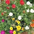 Live Portulaca Flower Plant – Indoor & Outdoor Blooming Plant with Mixed Colors in Black Plastic Pot for Home & Garden (PORTULACA FLOWER PLANT)