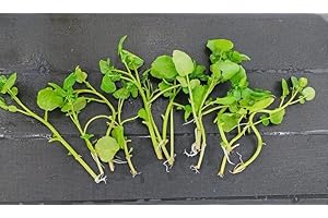 LIVE SEEDS 10 x Stems Water Cress Nasturtium officinale Pond Marginal Bog Plants Watercress/Good Source of Vitamins/Salads