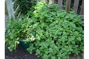 PGONA Mint Strawberry Edible Aromatic herb Plant Bees Butterflies Ground Cover 9cm Pot