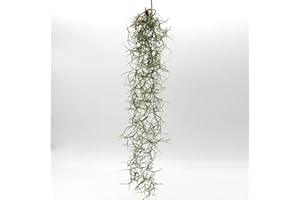 UNKNOWN 50pc Long - Live Tropical House Plants for Home Decor - Indoor Terrarium Air Plants Aquatic Arts