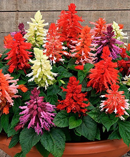 Creative Farmer Flower Seeds : Salvia-St. John Fire Garden Seeds Winter Terrace Roof Top Gardening (20 Packets) Garden Plant Seeds