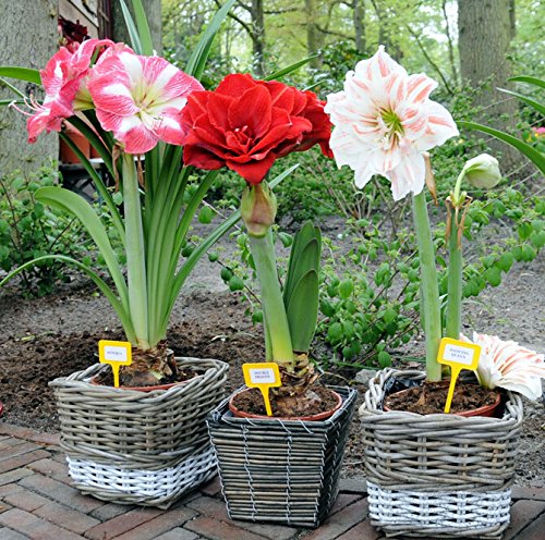 2016 Hippeastrum Zwiebeln Bonsai amaryllis Samen barbados Lilie DIY Hausgarten Lilie eingetopft Samen Bonsai Balkonblume 100pcs / bag - 2