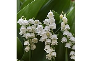 Convallaria Hardy Garden Perennial Plant, Lily of The Valley, Spring Flowering, Scented Flowers, Plants for Shade, Low Maintenance, 3 x Convallaria Majalis Bare Root Plants by Thompson & Morgan