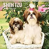 Shih Tzu 2018 - 18-Monatskalender mit freier DogDays-App: Original BrownTrout-Kalender [Mehrsprachig] [Kalender] (Wall-Kalender) by 